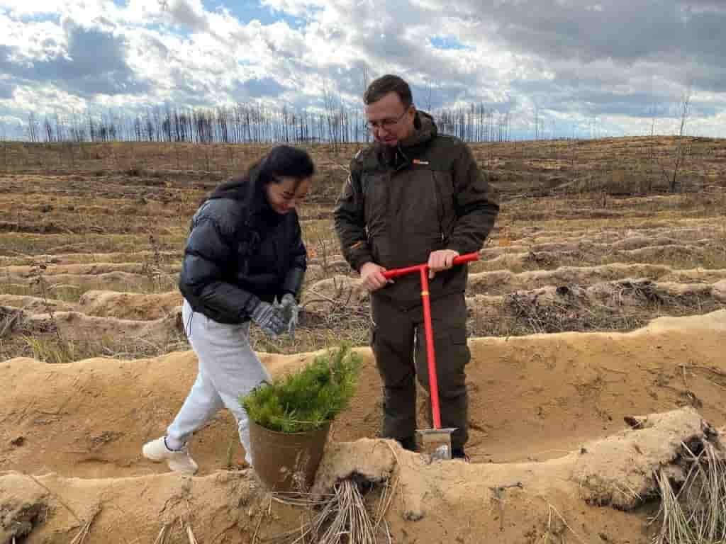 В Марий Эл посадили сосновый бор в рамках Всероссийской акции «Сохраним  лес» | Звенигово-Сити